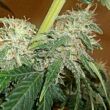  Super Skunk seeds