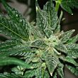 White Widow feminized Dutch Passion