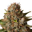 White Widow Royal Queen Seeds