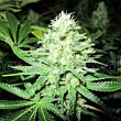 White Widow Medical Seeds