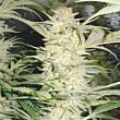 White Widow Medical Seeds