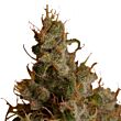 White Widow Royal Queen Seeds