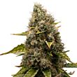 White Widow Royal Queen Seeds