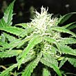  Y Griega Medical Seeds