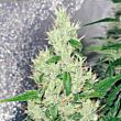  Y Griega Medical Seeds