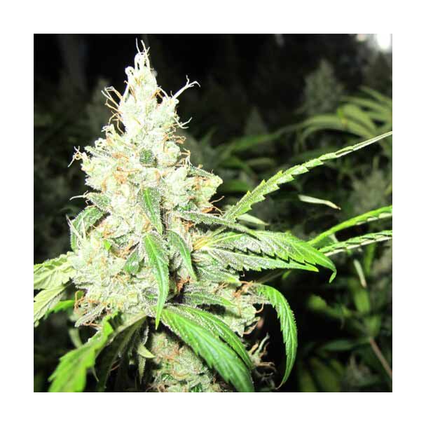 1024 Medical Seeds