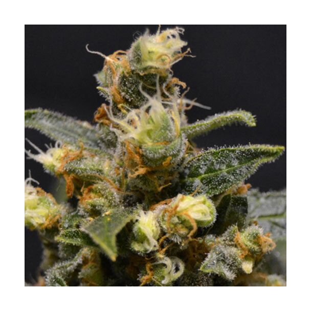  AK CBD Seeds 