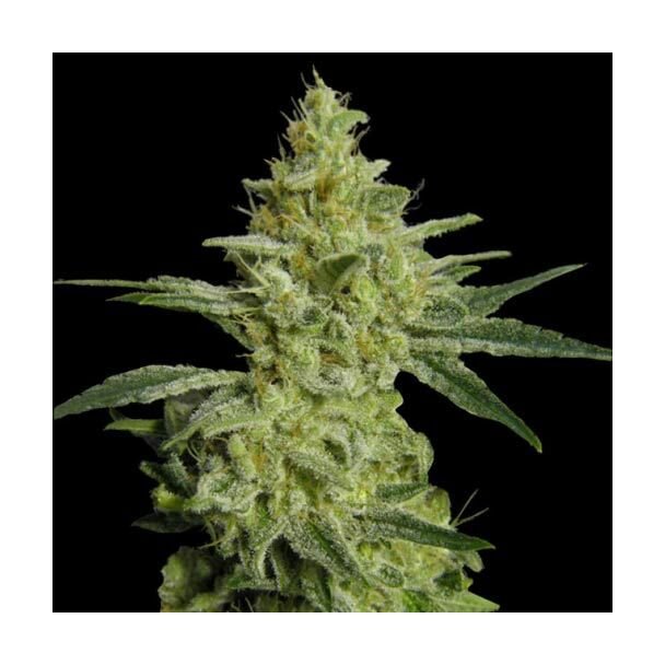  Allkush Paradise Seeds