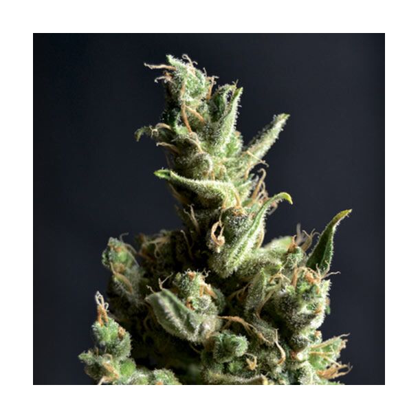 Amnesia CBD Seeds