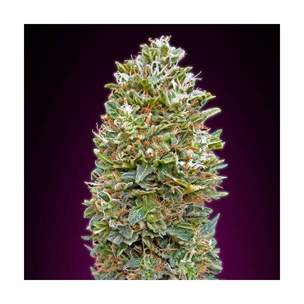 Auto Bubblegum 00 Seeds