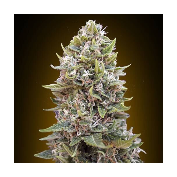 Auto Cheese Berry 