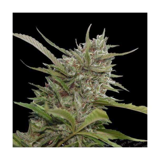  Auto Whiteberry Paradise Seeds 