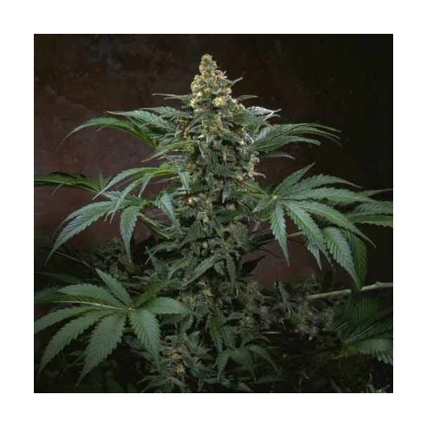 Bubblegum TH Seeds feminizada