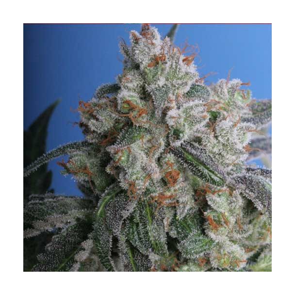  Burmese Kush TH 