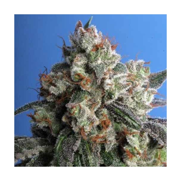  Burmese Kush TH 