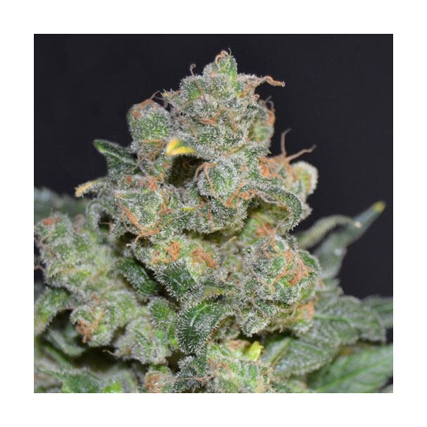 Chesse CBD Seeds