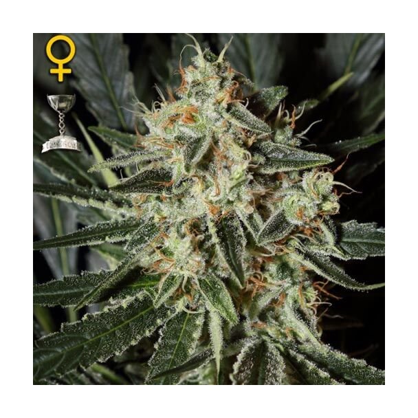 Cheese  Green House Seeds