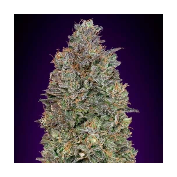 Critical Purple Kush advanced seeds