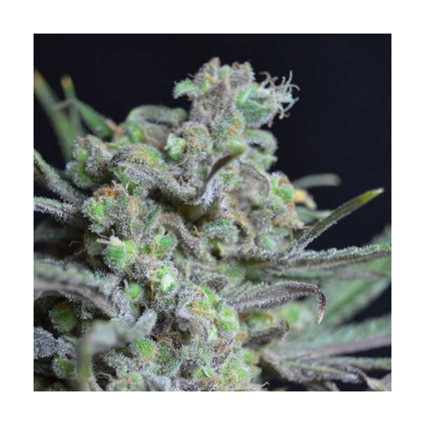 Critical CBD Seeds