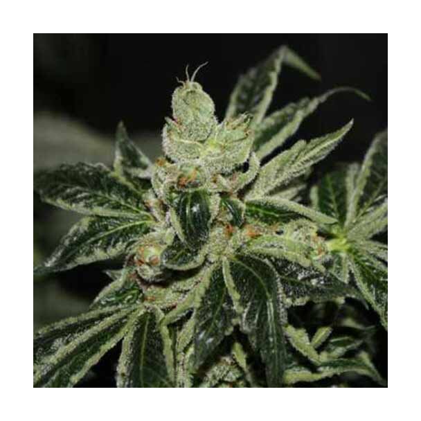  Darkstar TH Seeds