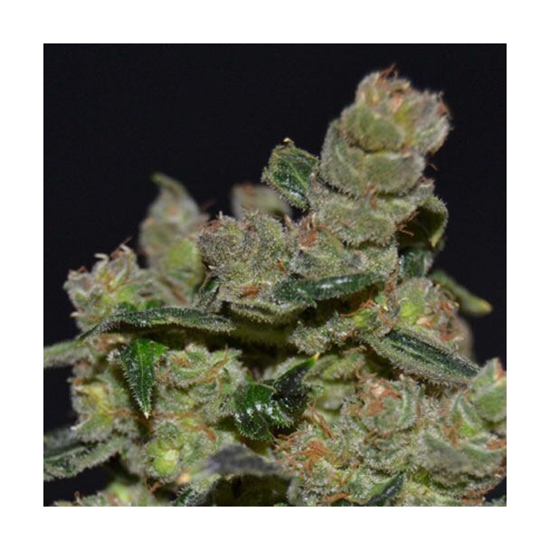 Diesel CBD Seeds