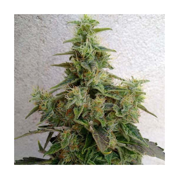 Dieseltonic Resin Seeds