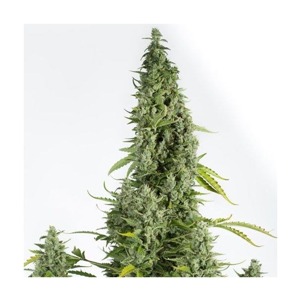 Cheese Autoflowering