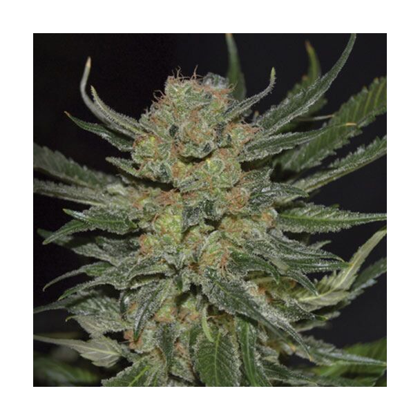  Domina CBD Seeds