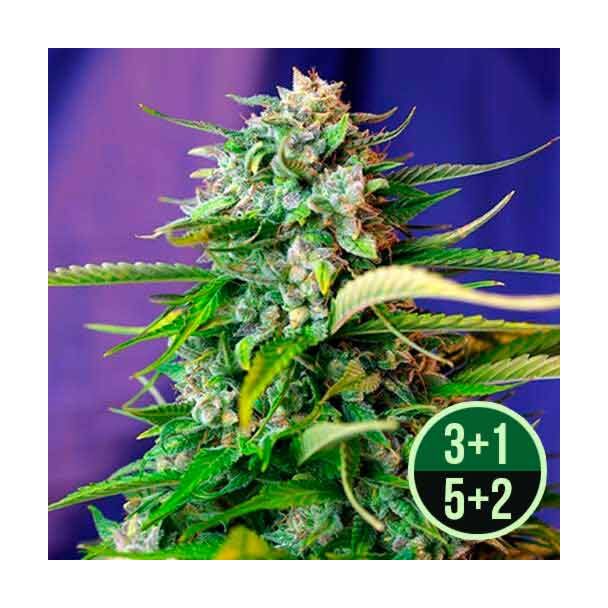 Jack 47 Auto