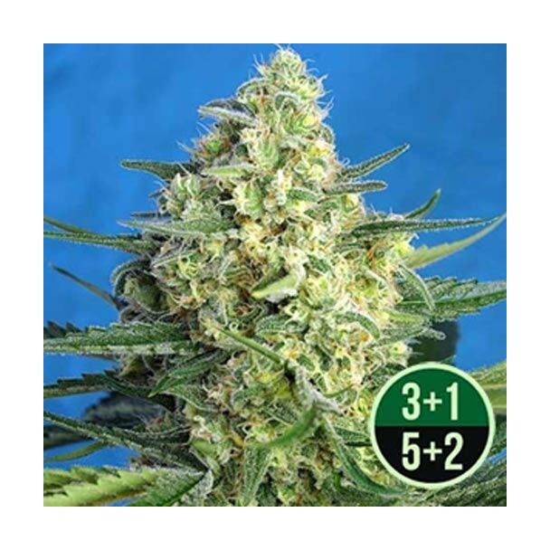 Jack 47 XL Auto