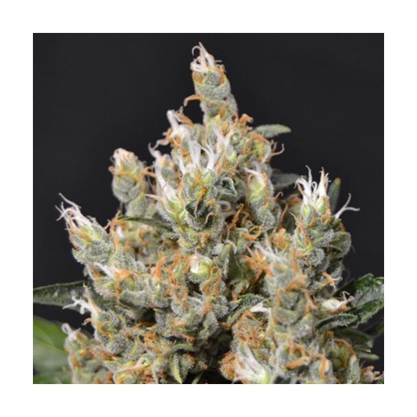  Kali CBD Seeds 