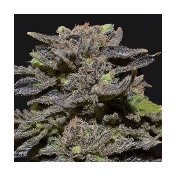 Magma cbd seeds