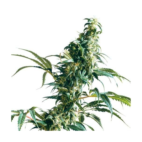 Mexican Sativa