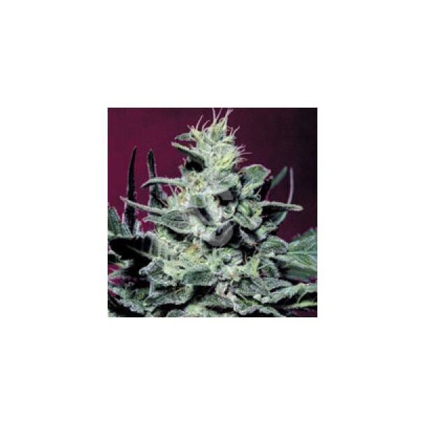 Nebula feminized Paradise Seeds