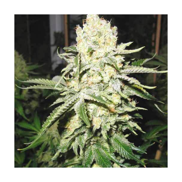  No Name Medical Seeds