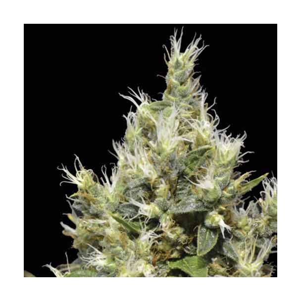  Northern CBD Seeds