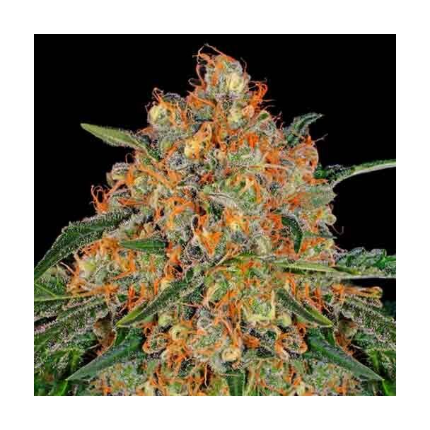 Orange Sherbert