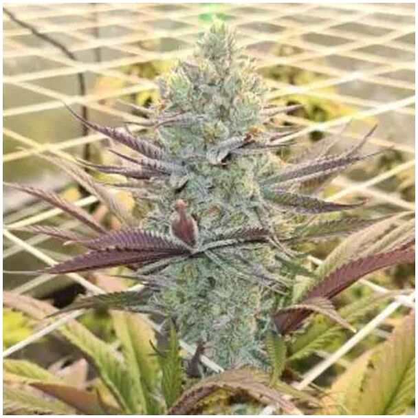 Platinum Mimosa Cookies Autofloreciente Doble XL