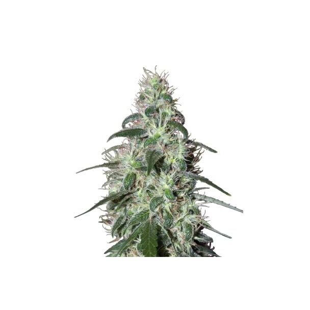  Pulsar buddha seeds