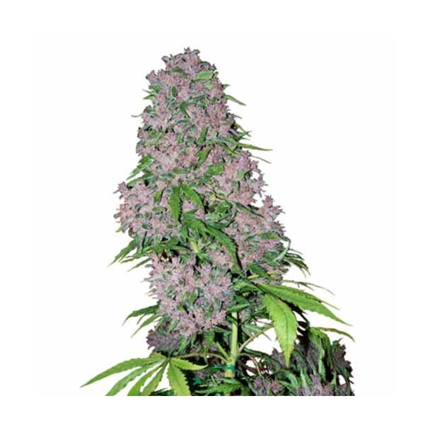 Purple Bud White Label 