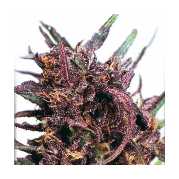 Purple Dutch Passion