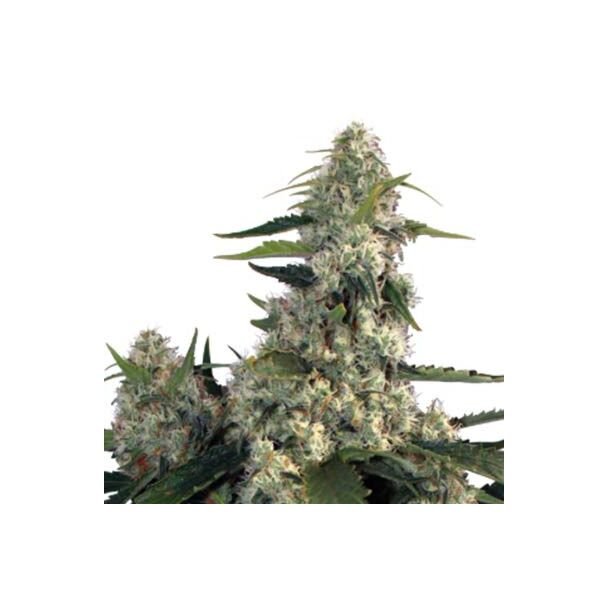 Quasar buddha seeds