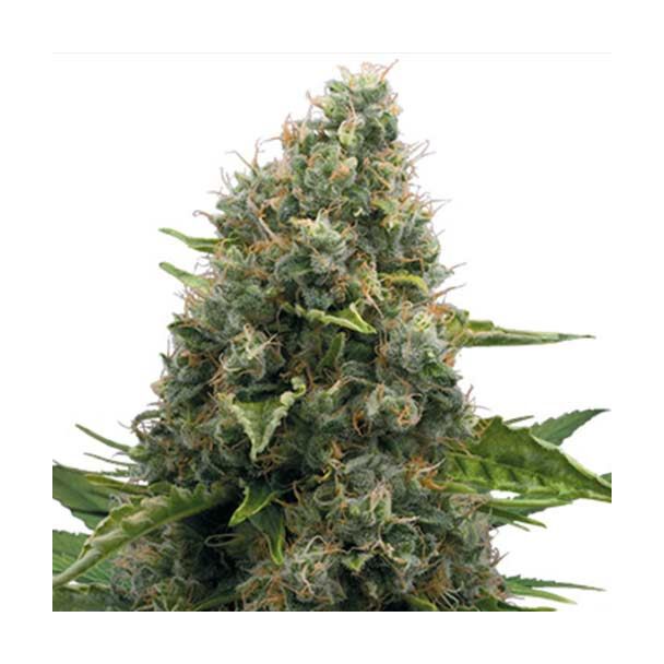 Skunk Royal Queen Seeds