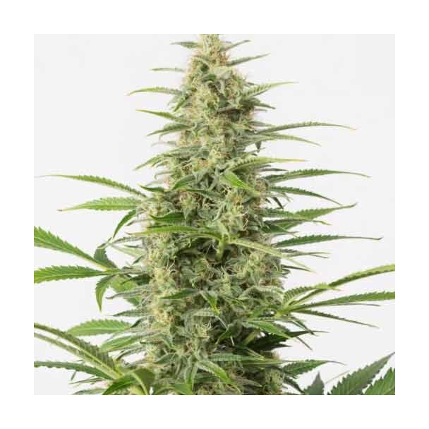 Sour Diesel Auto Dinafem