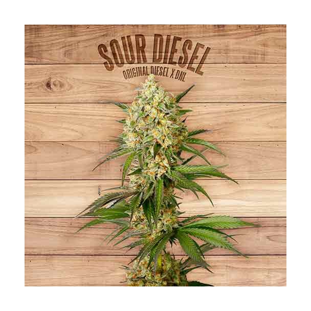 Sour Diesel