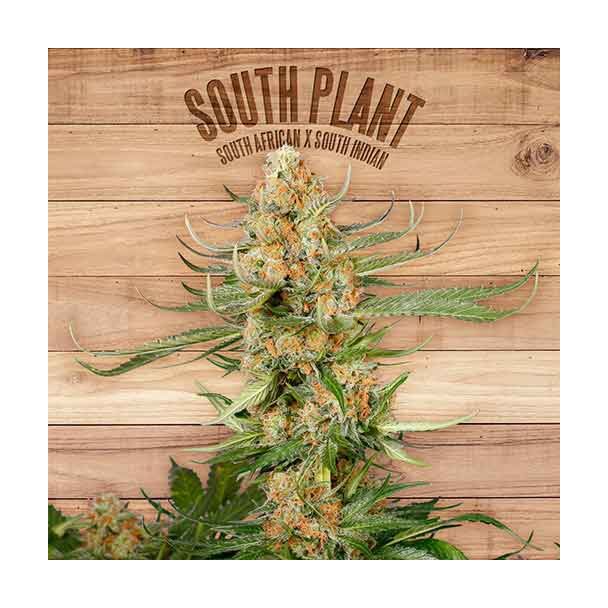 South Plant