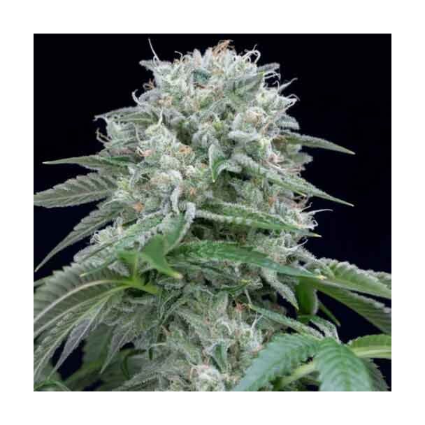 Starfire OG Silent Seeds