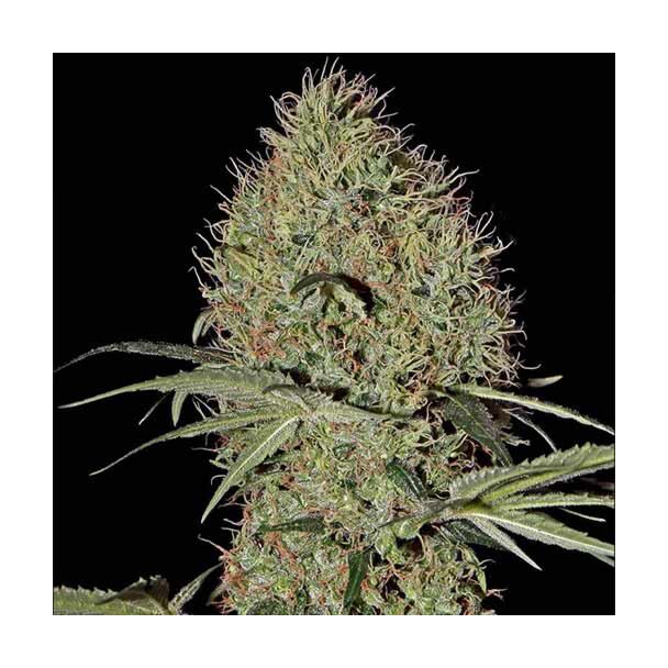 Super Bud Auto 