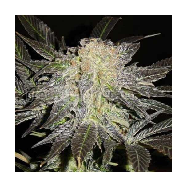 Mendocino Madness TH Seeds