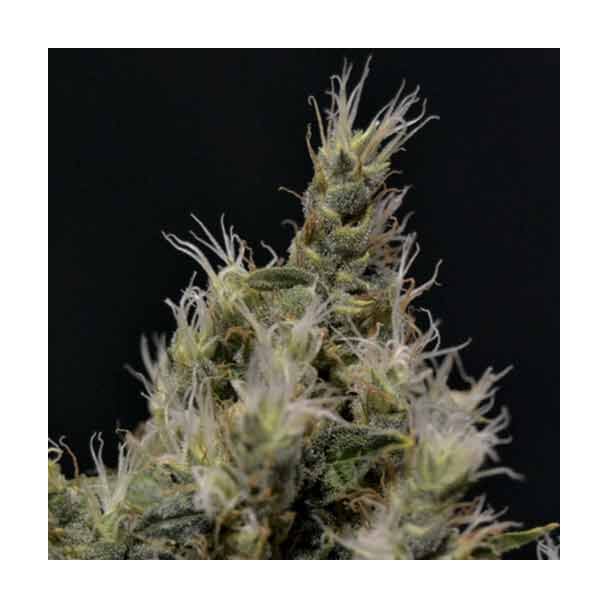  Vanilla Haze CBD Seeds 